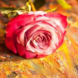 Meet your Posher, Roxsanne